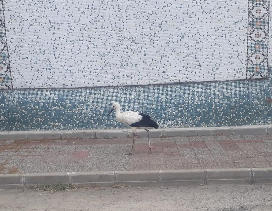 Yere Düşen Leylek Yavrusu Yuvasına Konuldu.