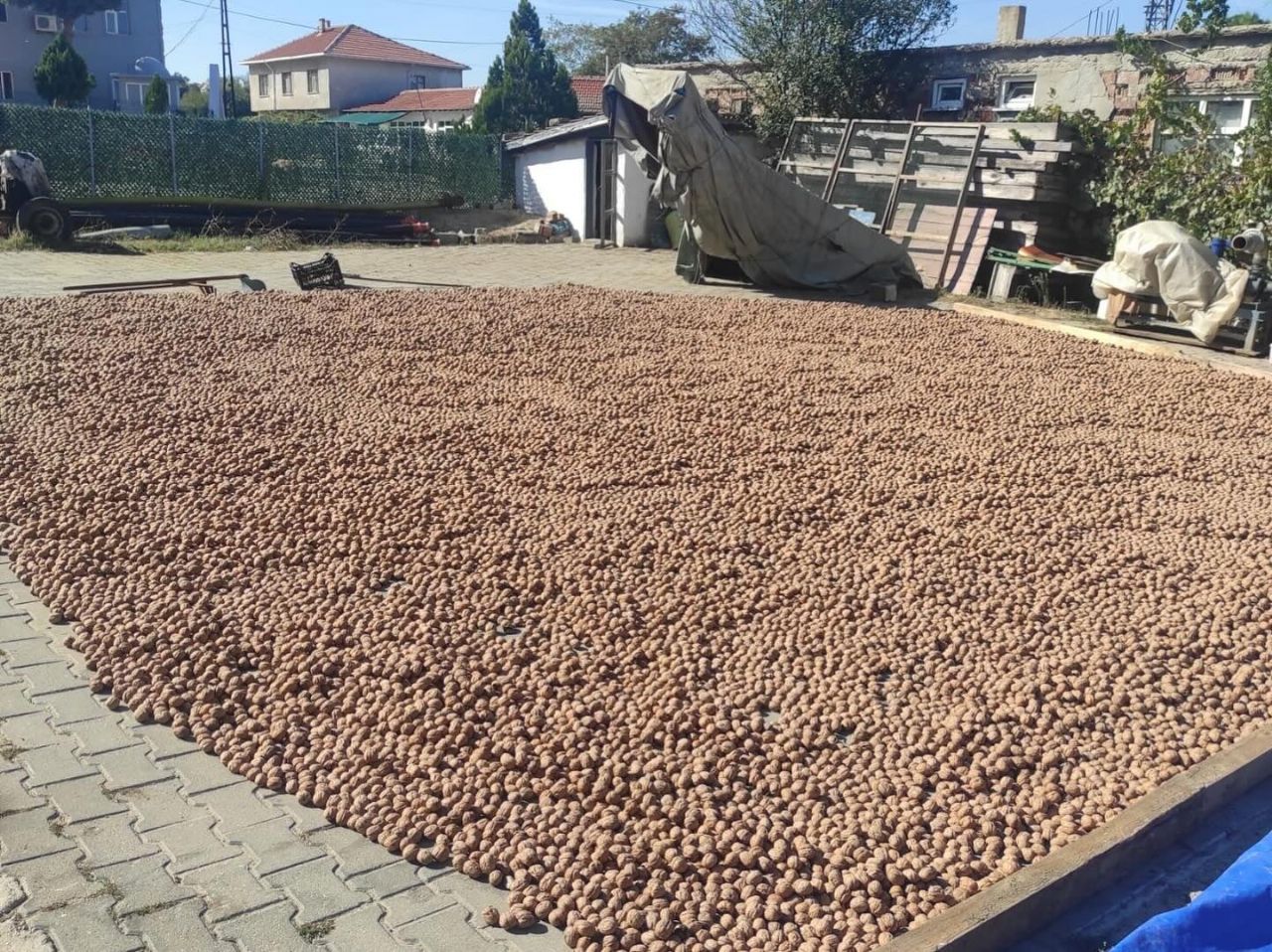 İpsala’nın Karaağaç Köyünde Ceviz Hasadı Devam Ediyor.