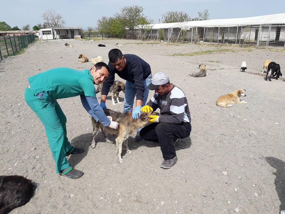 Barınaktaki Köpekler Aşılandı.