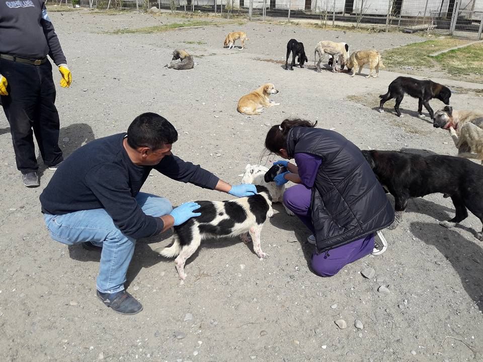 Barınaktaki Köpekler Aşılandı.