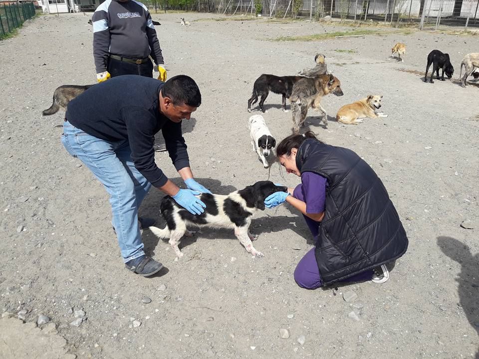 Barınaktaki Köpekler Aşılandı.