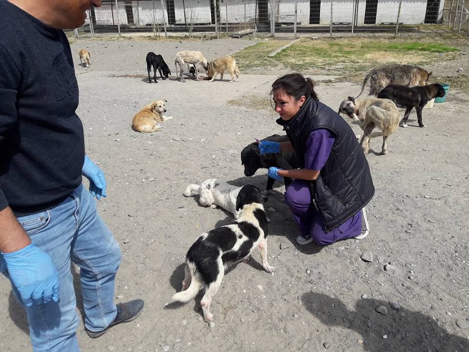 Barınaktaki Köpekler Aşılandı.