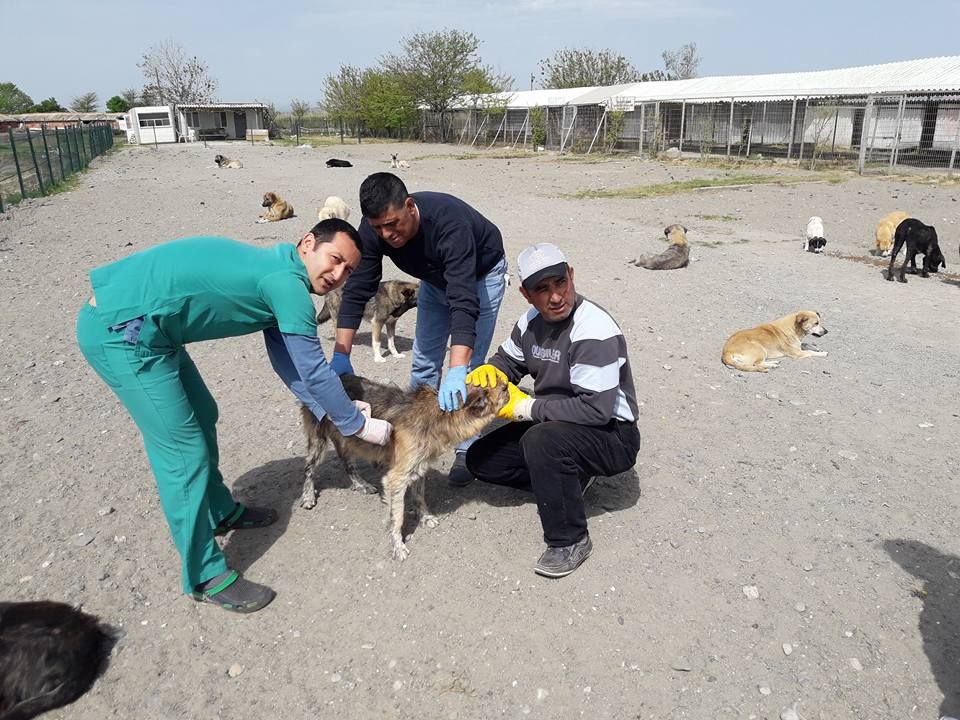 Barınaktaki Köpekler Aşılandı.