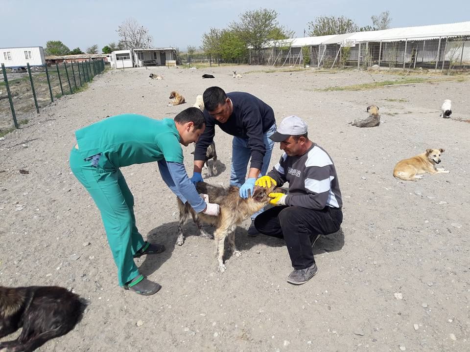 Barınaktaki Köpekler Aşılandı.