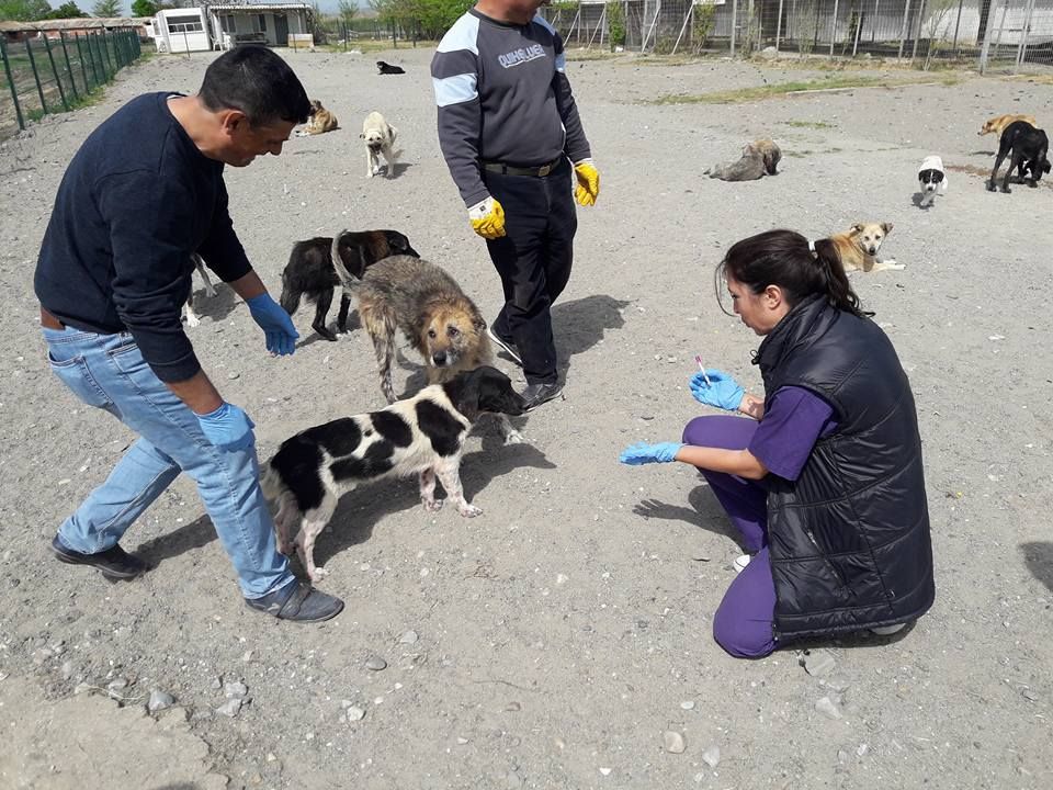 Barınaktaki Köpekler Aşılandı.