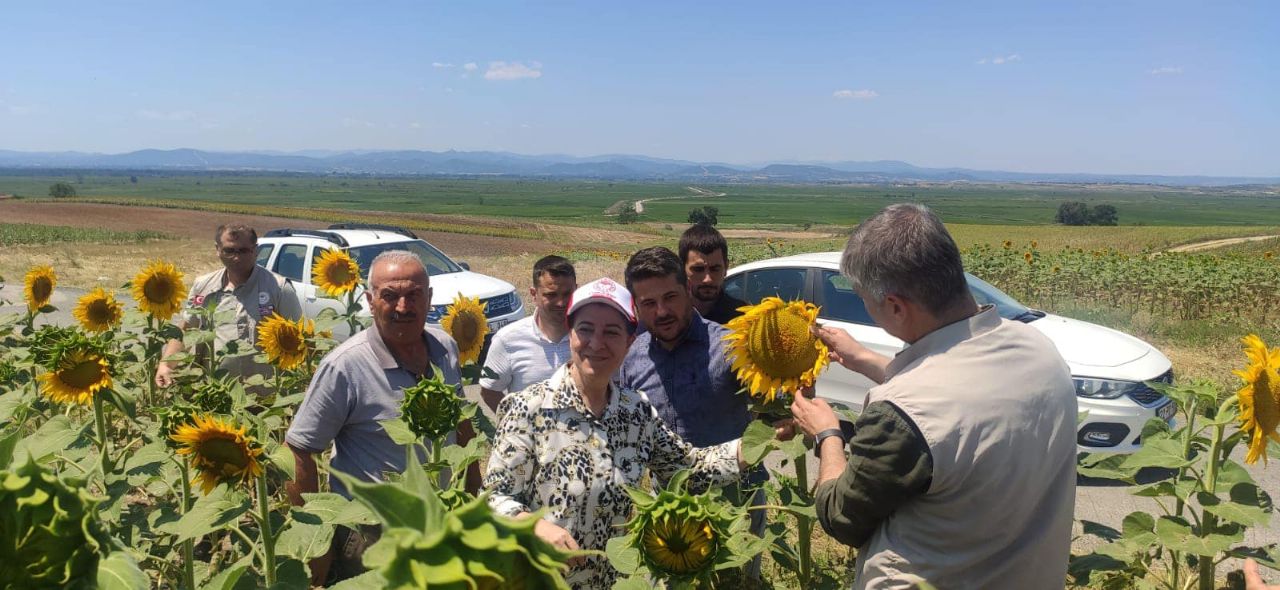 Aksal,İpsala’da  Ayçiçek Tarlalarını İnceledi