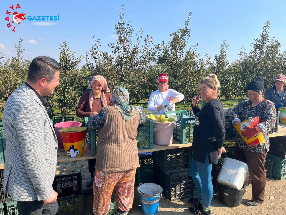 AK Partli İlkdoğmuş, armut hasadına katıldı