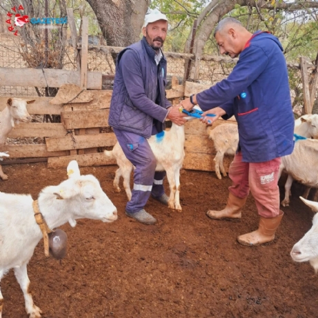 İpsala’da 36.626 Küçük Baş Hayvana Çiçek Aşısı Yapıldı.