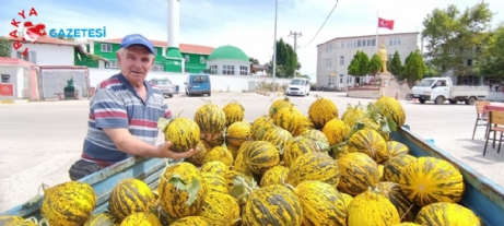 Sultanköy,de“Dalaman” Kavunu Satışa Çıktı