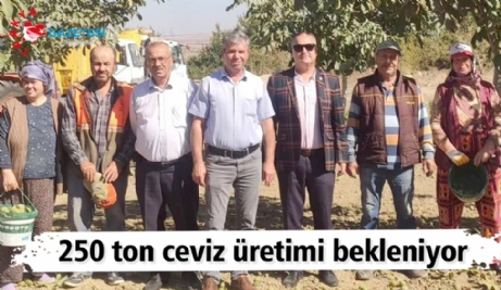 Karaağaç'ta Ceviz Hasadı Başladı.